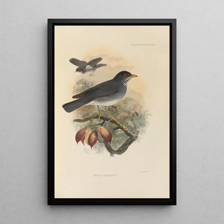 Henry Seebohm - Merula Subalaris.webp