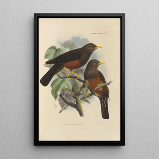 Henry Seebohm - Merula Whiteheadi.webp