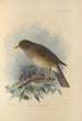 Turdus Cryptopyrrhus - Henry Seebohm — vy av konstverket