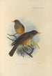 Turdus Elgonensis - Henry Seebohm — vy av konstverket