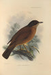 Turdus Falklandicus - Henry Seebohm — vy av konstverket
