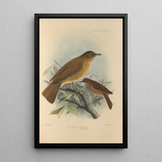 Henry Seebohm - Turdus Fumigatus Turdus Hauxwelli.webp