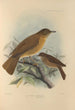 Turdus Fumigatus Turdus Hauxwelli - Henry Seebohm — vy av konstverket