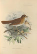 Turdus Fuscescens - Henry Seebohm — vy av konstverket