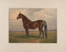 den största levande travhästen - Henry Stull — vy av konstverket