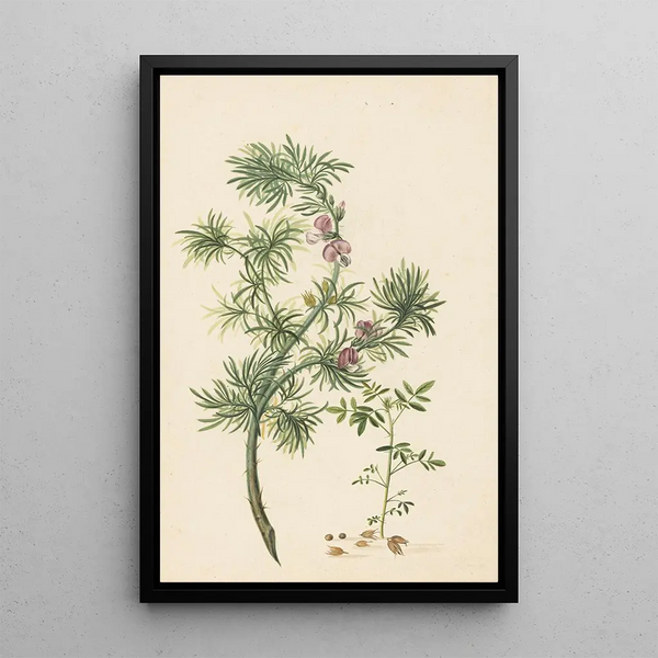 Herman Henstenburgh - Brem Genista.webp
