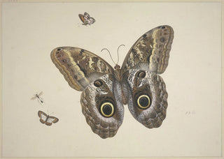 Herman Henstenburgh - Ein groer brauner Schmetterling zwei kleine und ein Insekt.webp