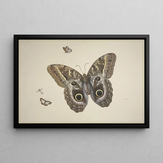 Herman Henstenburgh - Ein groer brauner Schmetterling zwei kleine und ein Insekt.webp