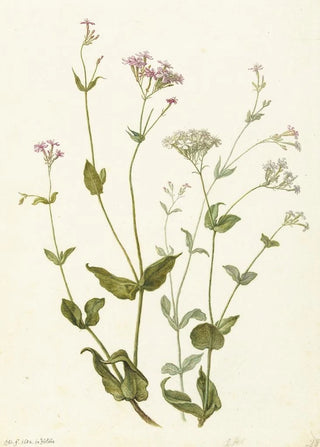 Herman Saftleven - Bladder Senna and Sticky Catchfly.webp