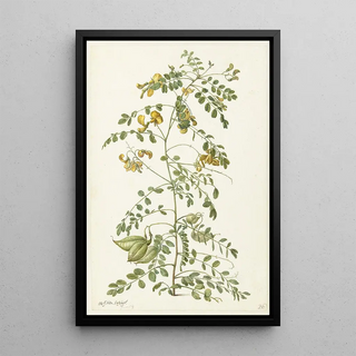 Herman Saftleven - Blazenstruik Colutea arborescens.webp