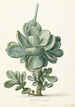 suckulenta växter Cotyledon orbiculata - Herman Saftleven — vy av konstverket