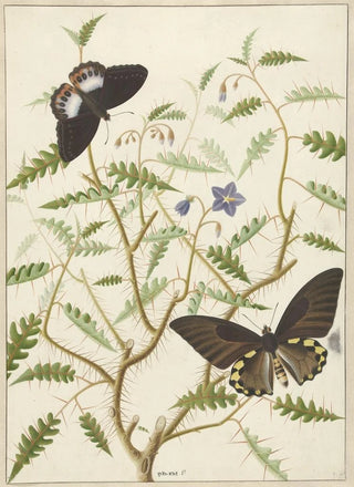 Hermanus de Wit - Een bloesemende struik met twee uitheemse vlinders.webp