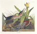 Héron vert - John James Audubon — vy av konstverket
