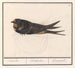 Hirondelle rustique, Hirundo rustica - Anselmus Botius de Boodt — vy av konstverket