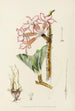 Adenium multiflorum - Illtyd Buller Pole-Evans — vy av konstverket