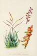 Aloe globuligemma - Illtyd Buller Pole-Evans — vy av konstverket