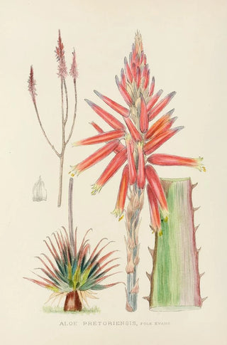 Illtyd Buller PoleEvans - Aloe Pretoriensis.webp