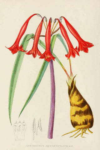 Illtyd Buller PoleEvans - Cyrtanthus Augustifolius.webp