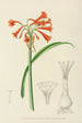 Cyrtanthus rotundilobus - Illtyd Buller Pole-Evans — vy av konstverket