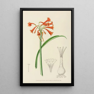 Illtyd Buller PoleEvans - Cyrtanthus Rotundilobus.webp