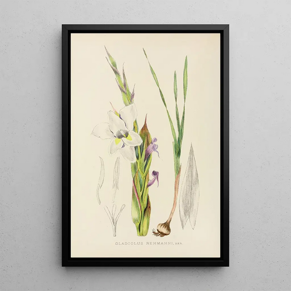 Illtyd Buller PoleEvans - Gladiolus Rehmanni.webp
