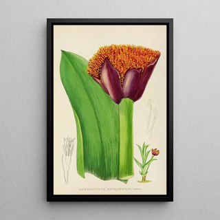 Illtyd Buller PoleEvans - Haemanthus Natalensis.webp