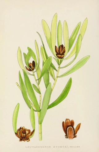 Illtyd Buller PoleEvans - Leucadendron Stokoei.webp