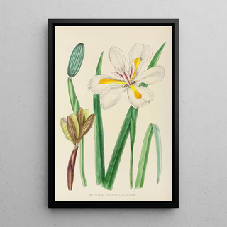 Illtyd Buller PoleEvans - Moraea Iridioides.webp