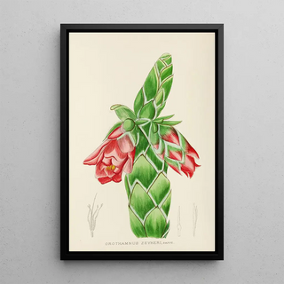 Illtyd Buller PoleEvans - Orothamnus Zeyheri.webp