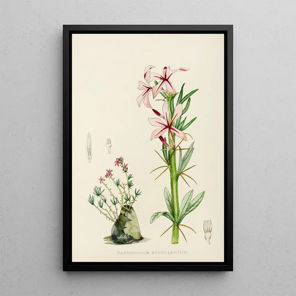 Illtyd Buller PoleEvans - Pachypodium Succulentum.webp
