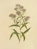 Aster med långa blad - Isaac Sprague — vy av konstverket
