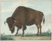 Bison - Isaac van Haastert — vy av konstverket