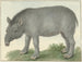 Tapir - Isaac van Haastert — vy av konstverket