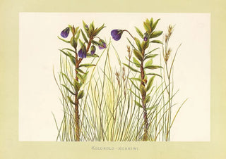 Isabella McHutcheson Sinclair - KolokoloKuahiwi.webp