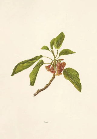 Isabella McHutcheson Sinclair - Kou.webp