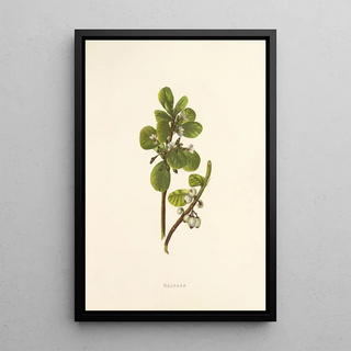 Isabella McHutcheson Sinclair - Naupaka.webp