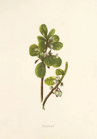 Isabella McHutcheson Sinclair - Naupaka.webp