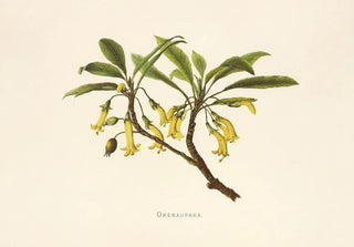 Isabella McHutcheson Sinclair - Ohenaupaka.webp