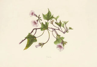 Isabella McHutcheson Sinclair - Uala.webp