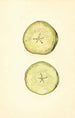Malus domestica - John F. Brewer — vy av konstverket
