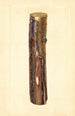 Pyrus communis Kieffer - John F. Brewer — vy av konstverket
