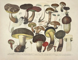 J V Krombholz - Naturgetreue Abblidungen und Beschreibungen der essbaren schadlichen und verdachtigen Schwamme Pl36.webp