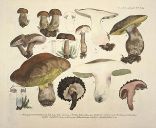J V Krombholz - Naturgetreue Abblidungen und Beschreibungen der essbaren schadlichen und verdachtigen Schwamme Pl74.webp