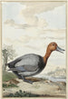 Fuligule milouin - Jabes Heenck — vy av konstverket