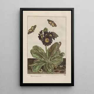 Jacob LAdmiral - Naauwkeurige waarneemingen omtrent de veranderingen van veele insekten of gekorvene diertjes Pl09.webp