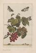 L Observationer noggranna om transformationerna av många insekter eller små djur som genomgår metamorfos Pl26 - Jacob L'Admiral — vy av konstverket