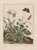 Observations précises sur les changements de nombreux insectes ou animaux sculpteurs Pl30 - Jacob L'Admiral — vy av konstverket