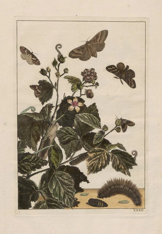 Jacob LAdmiral - Naauwkeurige waarneemingen omtrent de veranderingen van veele insekten of gekorvene diertjes Pl32.webp