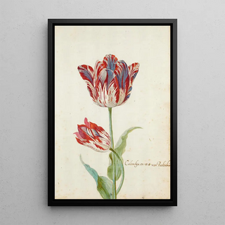 Jacob Marrel - Two Red And White Tulips.webp