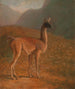 Guanaco - Jacques-Laurent Agasse — vy av konstverket